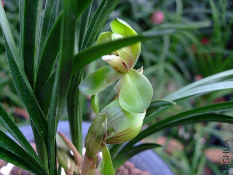 ���� 2012-3-24f 011.jpg