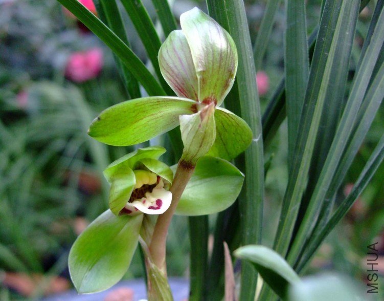 ���� 2012-3-24f 010.jpg