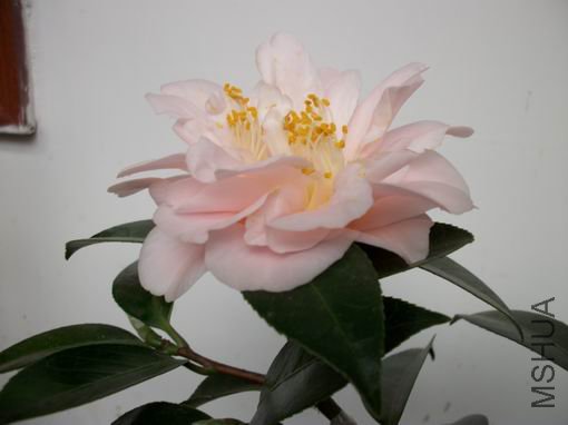 ALIM0036.JPG