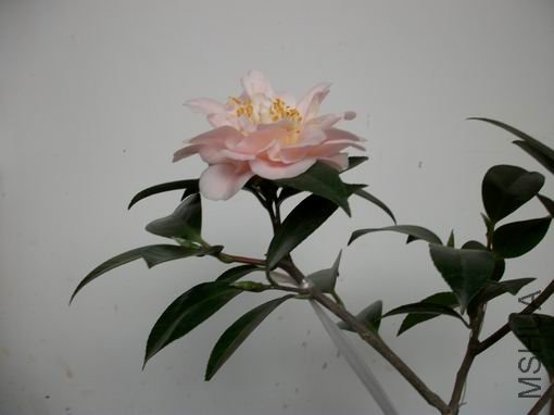 ALIM0037.JPG