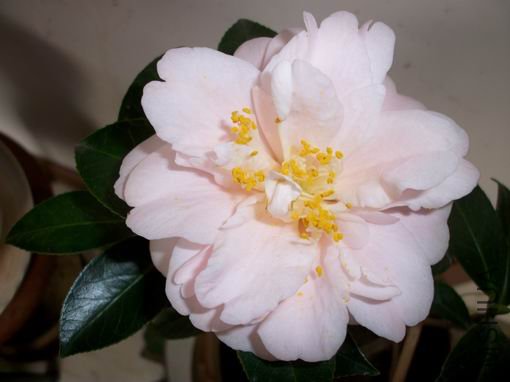 ALIM0038.JPG