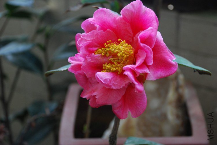 DSC_0440.JPG
