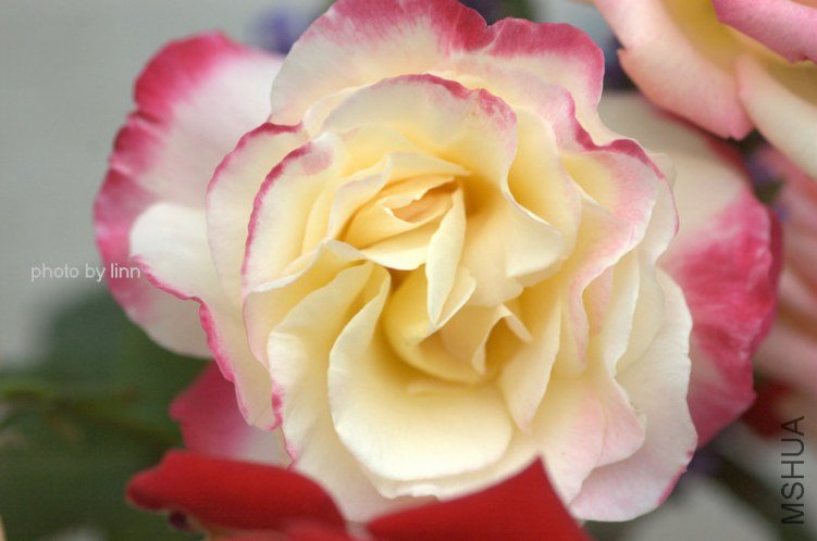 DSC_1929.jpg