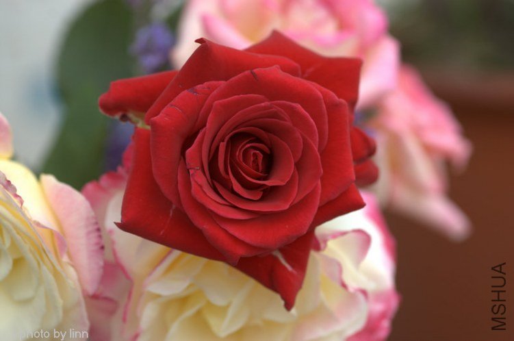 DSC_1932.jpg