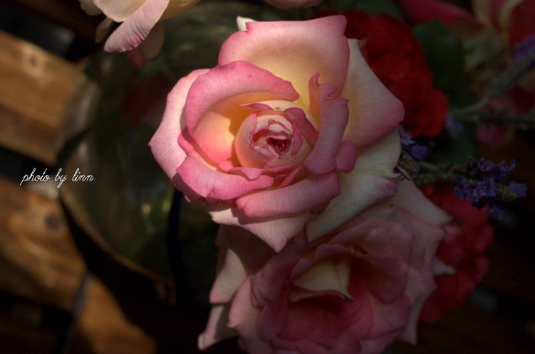 DSC_1948.jpg