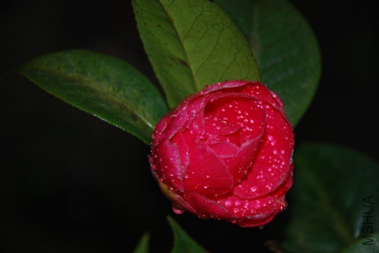 DSC_0467.JPG