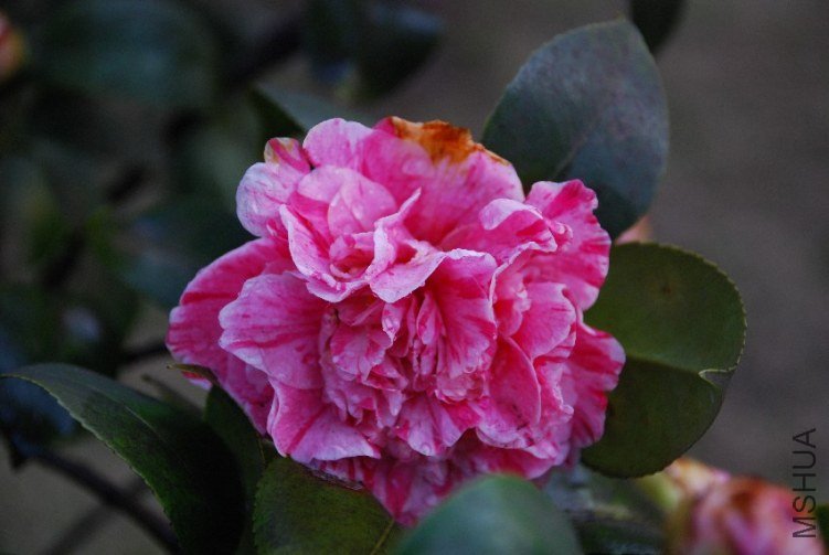 DSC_0466.JPG