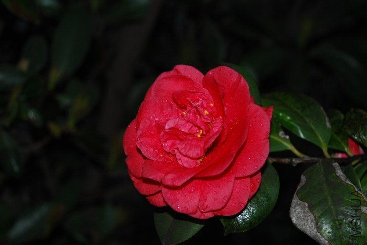 DSC_0463.JPG