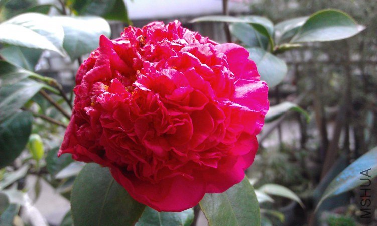 IMAG0068.jpg