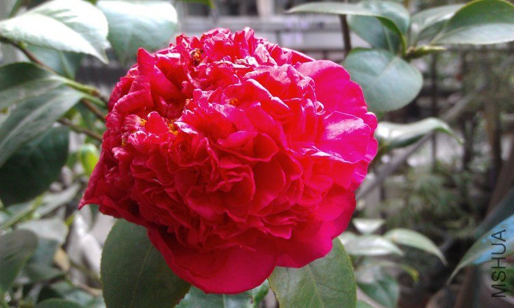 IMAG0072.jpg