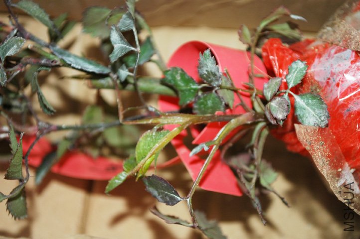 DSC_9328.jpg