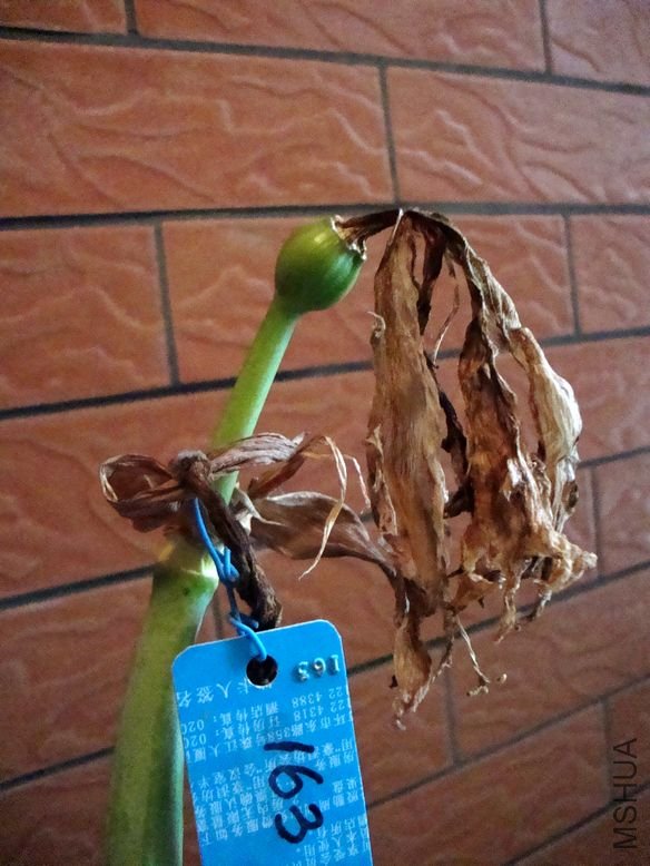 2012��2��28�������--��һ�仨���ӷ����2.jpg