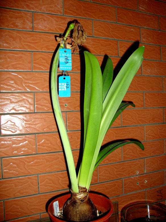 2012��2��28�������--��һ�仨���ӷ����1.jpg