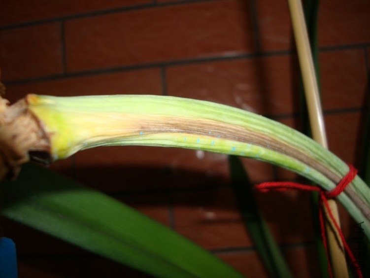 2012��3��18�ӷ�������󻨸˿�ʼ����5.jpg