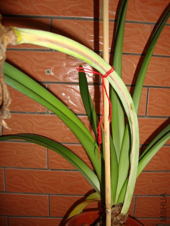 2012��3��18�ӷ�������󻨸˿�ʼ����4.jpg