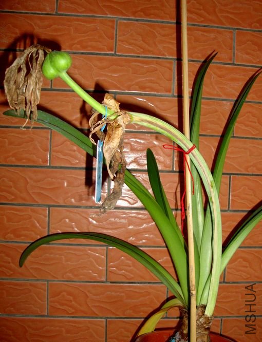2012��3��18�ӷ�������󻨸˿�ʼ����2.jpg