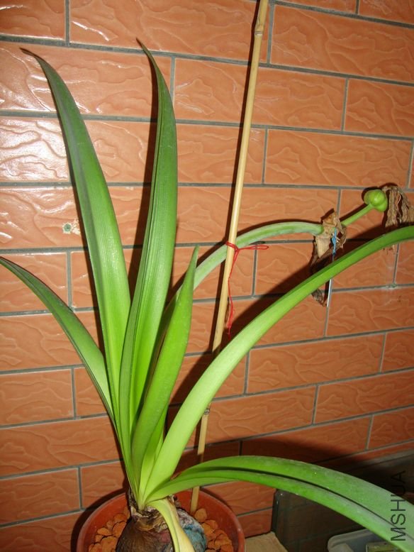 2012��3��18�ӷ�������󻨸˿�ʼ����1.jpg