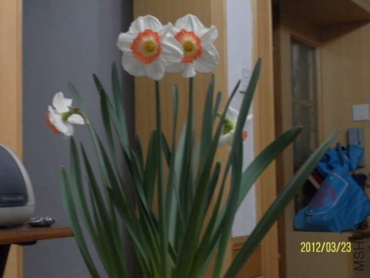 SAM_1090.JPG