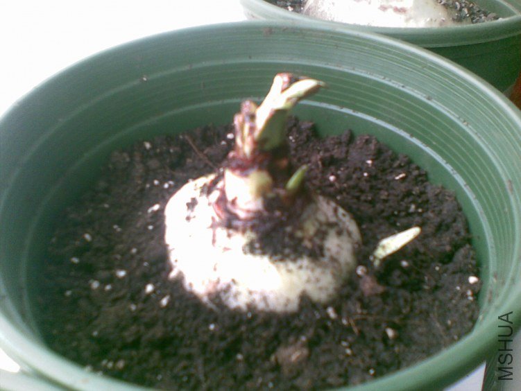 20120319(010).jpg