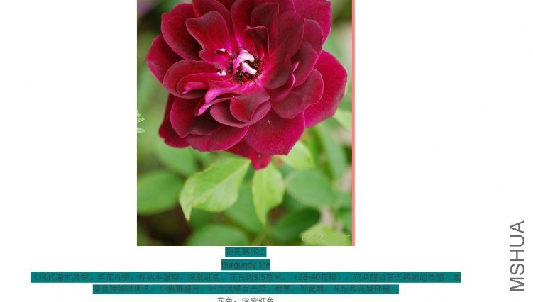 ���޵ڱ�ɽ Burgundy Ice.jpg