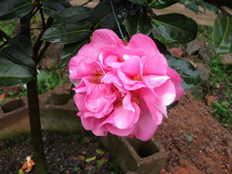 DSCF4778_����.jpg