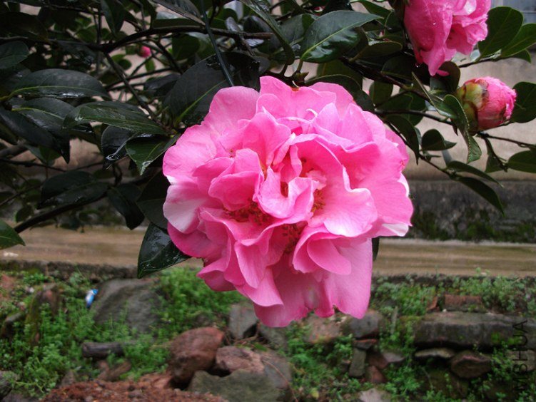 DSCF4783_����.jpg