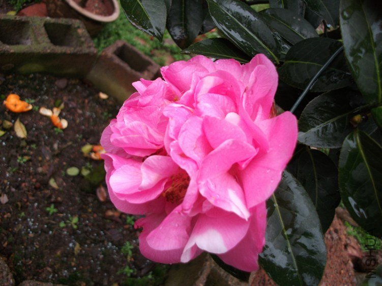 DSCF4784_����.jpg