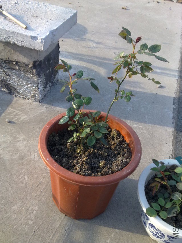 20120325978.jpg