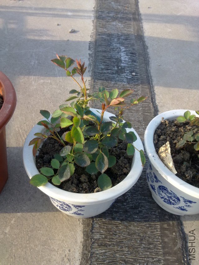 20120325979.jpg