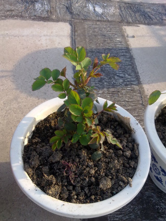 20120325980.jpg