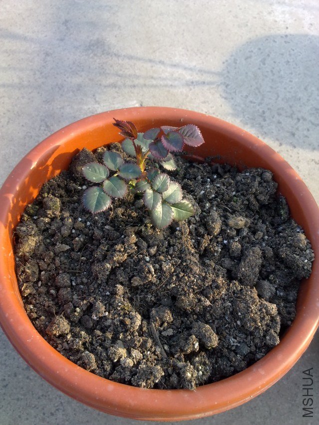 20120325981.jpg