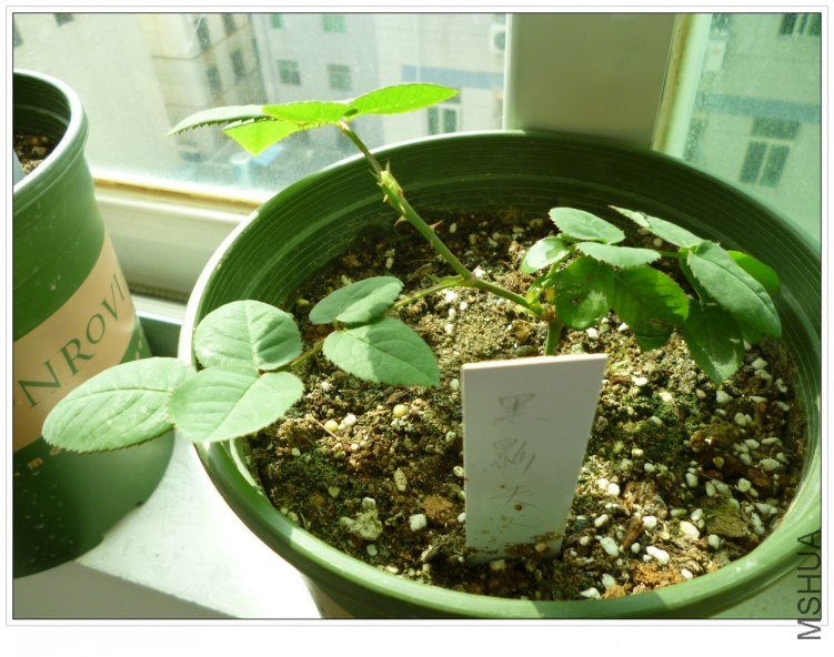 2012326 ��Ӱ����.jpg