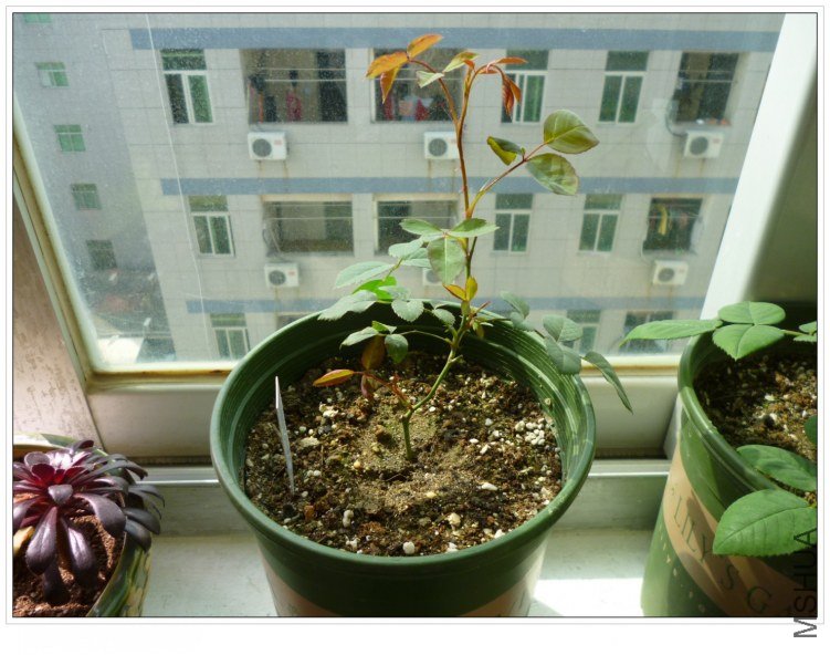 2012326 ��Ů.jpg