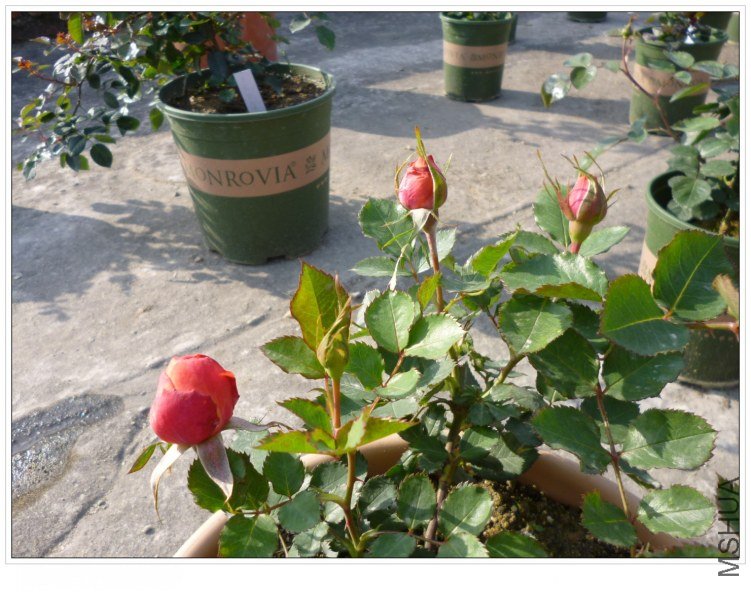 �������� (2).jpg