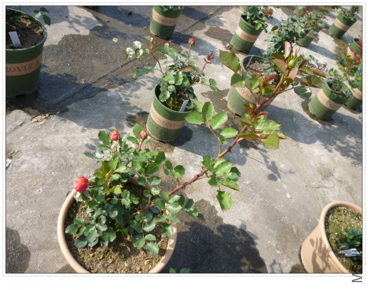 �������� (4).jpg