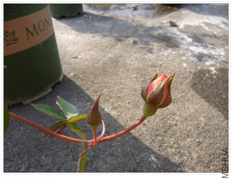 ���� (2).jpg