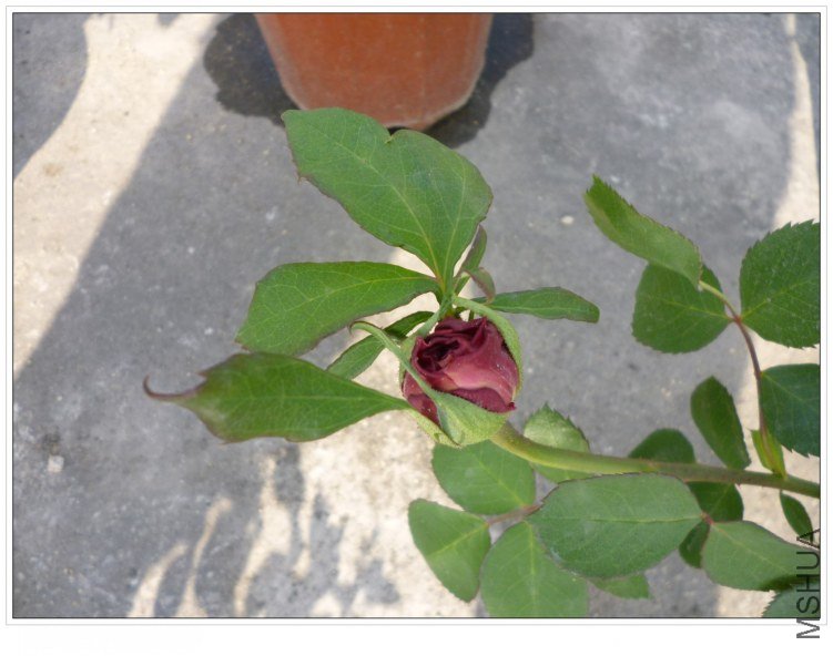 ĵ���¼� (3).jpg