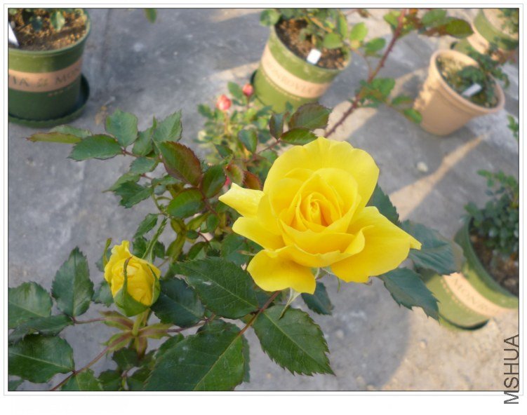 ̫������ (2).jpg