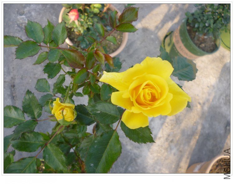 ̫������ (3).jpg