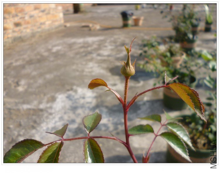 ��ʿ�� (1).jpg