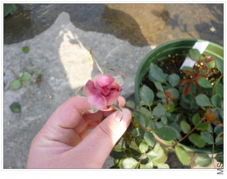 ���� (2).jpg