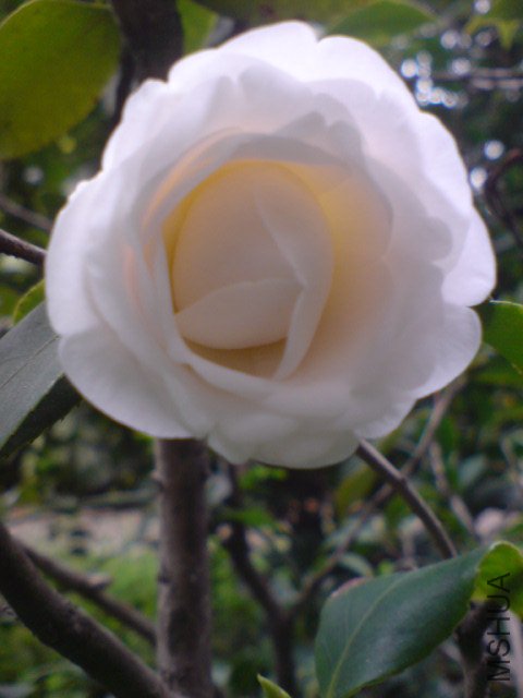 DSC06575.JPG