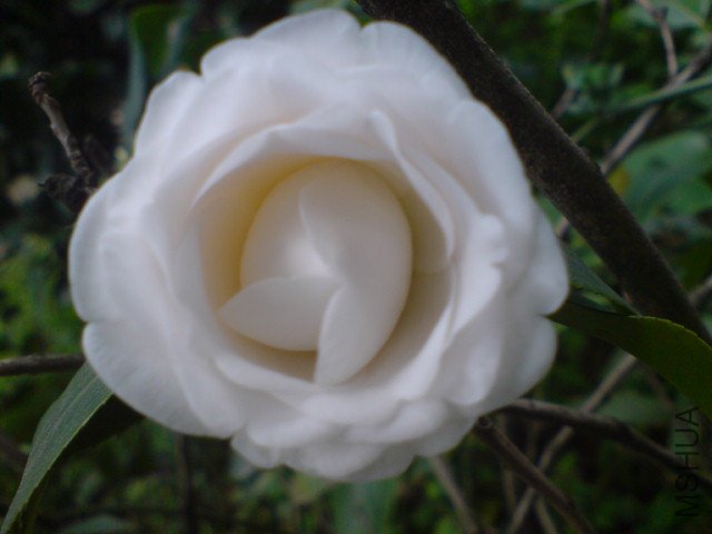 DSC06577.JPG