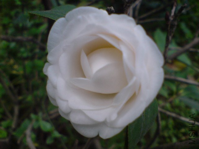 DSC06578.JPG