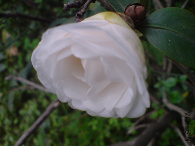 DSC06580.JPG