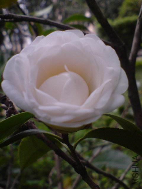 DSC06583.JPG