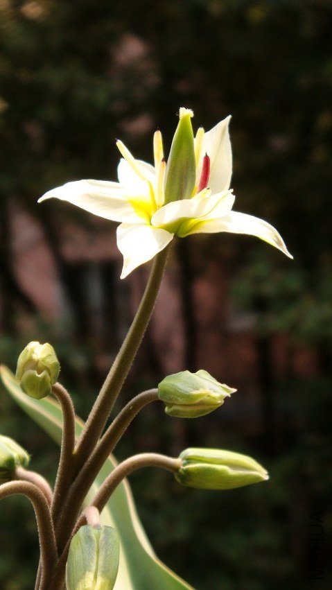 Tulipa turkestanica ������������ (1).JPG