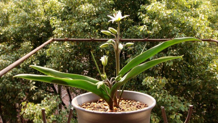 Tulipa turkestanica ������������.JPG