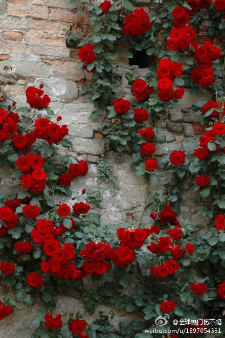 rose.jpg