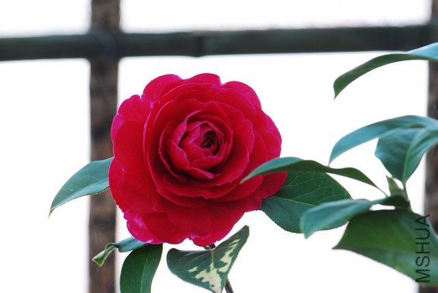 DSC_0131.JPG